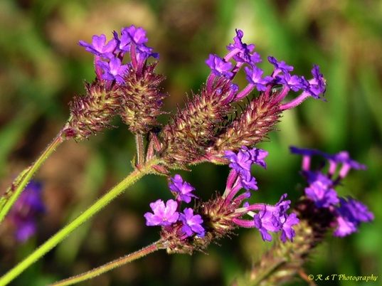 {Verbena rigida}